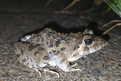 Fejervarya limnocharis