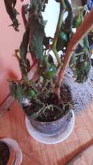 Magnoliopsida