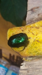 Lagochile emarginata