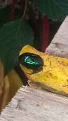 Lagochile emarginata