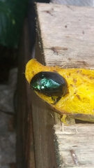 Lagochile emarginata