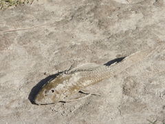 Hypostomus commersoni