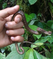 Psammodynastes pulverulentus