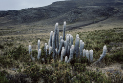 Oreocereus ritteri