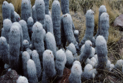 Oreocereus ritteri