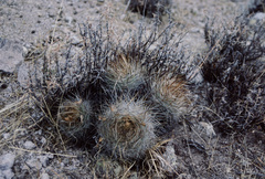 Matucana haynii hystrix