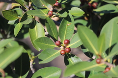 Ficus virens virens