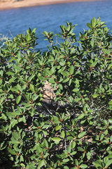 Ficus virens virens