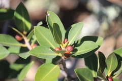 Ficus virens virens