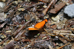 Tegosa anieta