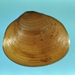 Pea Clams - Photo (c) Wisconsin Department of Natural Resources, some rights reserved (CC BY-ND)