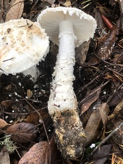 Amanita smithiana