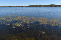Myriophyllum verrucosum