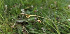 Carex torreyi
