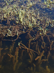 Myriophyllum verrucosum