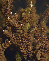 Myriophyllum verrucosum
