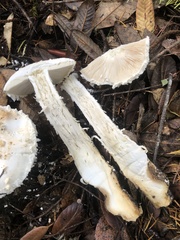 Amanita smithiana