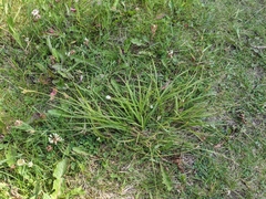 Carex torreyi