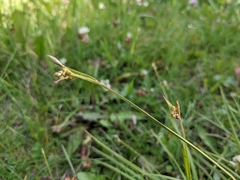 Carex torreyi