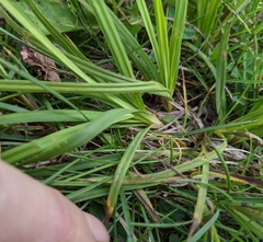 Carex torreyi