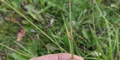 Carex torreyi