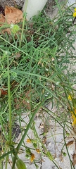 Sonchus tenerrimus