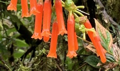 Macleania bullata
