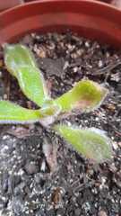 Crassulaceae
