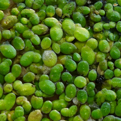 Lenteja de agua