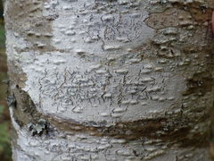 Phaeographis dendritica