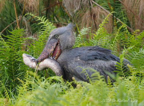 Shoebill