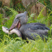 Shoebill - Photo (c) Rafael Vila, some rights reserved (CC BY-NC-ND)