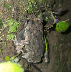 Duttaphrynus melanostictus