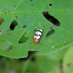 Disonycha angulata