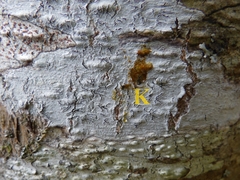 Phaeographis dendritica