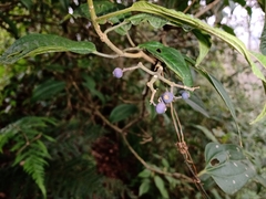 Miconia oligotricha
