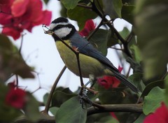Cyanistes teneriffae teneriffae