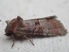 Mesoligia literosa