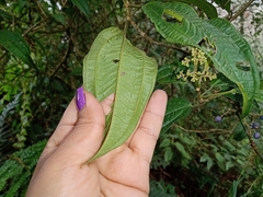 Miconia oligotricha