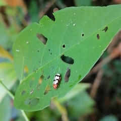 Disonycha angulata