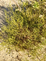 Cycloloma atriplicifolium