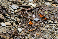 Tegosa anieta