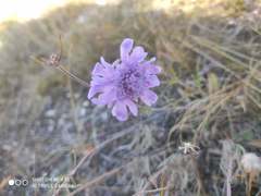 Scabiosa canescens
