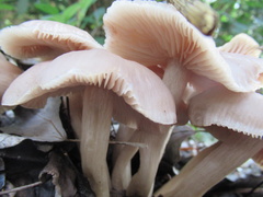 Entoloma clypeatum