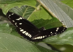 Heliconius hecuba