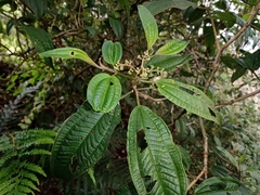 Miconia oligotricha