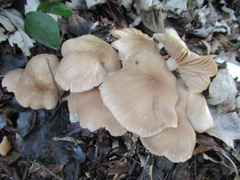 Entoloma clypeatum