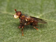 Myopa testacea
