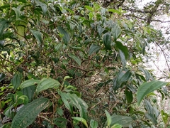 Miconia oligotricha