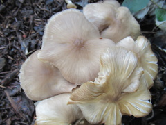 Entoloma clypeatum